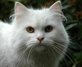 German Angora´s Kasimir