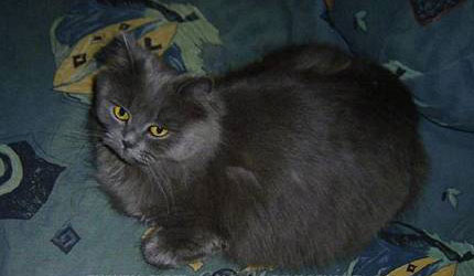 German Angora´s Johanna
